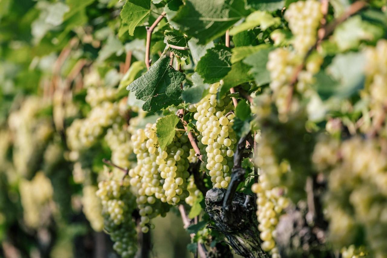 Strahlerhof Apartment Appiano Sulla Strada Del Vino Ngoại thất bức ảnh